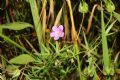 Geranium columbinum